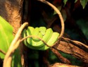 Had zelený