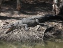 Krokodýl Franta