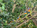 Rainbow lorikeets
