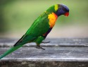 Veselý lorikeet
