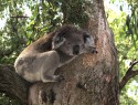 Koala v plné aktivitě