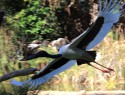 Territory wildlife park, Jabiru