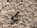 Bull ant