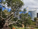 Sydney, Botanic garden