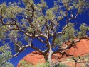 Kata Tjuta - Valey of the winds, strom Frňákovník