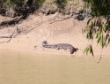 NP Kakadu, Bardedjilidji, Alligator river. Vidíme saltyho ve volné přírodě na vlastní oči! Napřibližovat ke břehu, číhají na dně a vyskočí na tebe!