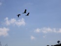 Vznešený let černých kakadu