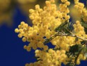 Gold wattle