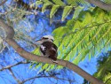 Sydney, ZOO, kookaburra