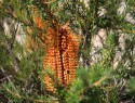 Banksia,