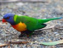 Rainbow lorikeet, Pebbly beach, NSW