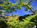 Chinese gardens of friendship poblíž Darling harbour