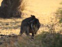 Wallabi