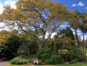 Sydney, Botanic garden