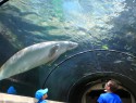 Dugong - moroň indický v Sydney aquarium