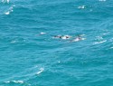 Byron Bay, delfíni
