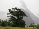 Milford Sound a Mitre peak. Na letácích to vypadalo sušší a modřejší...  A bylo to líp vidět!
