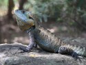 Gippsland water dragon v Canberra Botanic garden