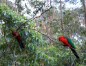 Kings parrot