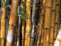 Sydney, Botanic garden, bambus v Ovocný za 20 let