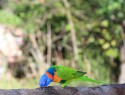 Territory wildlife park, rainbow lorikeet