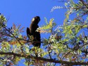 Black kakadu