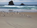 Sandfly bay