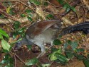 Lyrebird