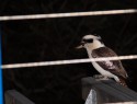 Kookaburra na večerním posezení