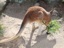 Sydney, ZOO, red kangaroo