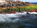 Maontague island, seal colony