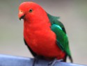 Hodný king parrot