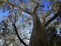Eucalypt