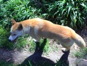 Australian Reptile park, takhle vypadá dingo