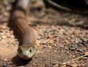 Brown snake