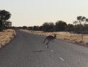 Red kangaroo on the silnice