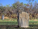 NP Litchfield, magnetická termitiště. Magnetická proto že jsou orientovaná přesně ve směru sever/jih aby se minimalizoval dopad slunečního záření