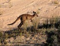 Red kangaroo v běhu
