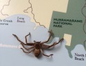 Huntsman spider