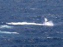 Byron Bay, skákající Keporkak nebo taky Humback whale - hrbáč