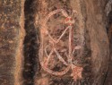 NP Kakadu, Nourlangie, Nanguluwur Art site - rock art