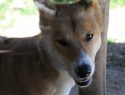 Healesville sanctuary - provinilý dingo