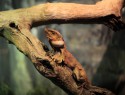 Australian Reptile park