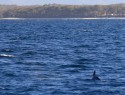 Jervis Bay, delfíni