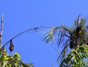 Netopýři tu ve dne visí ze stromů (flying fox)